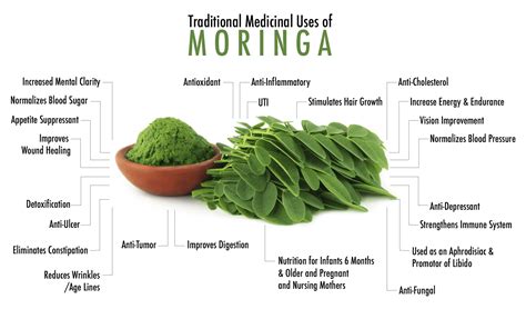 Moringa oleifera introduction